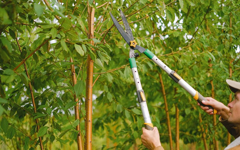 Tree trimming in Milton, DE