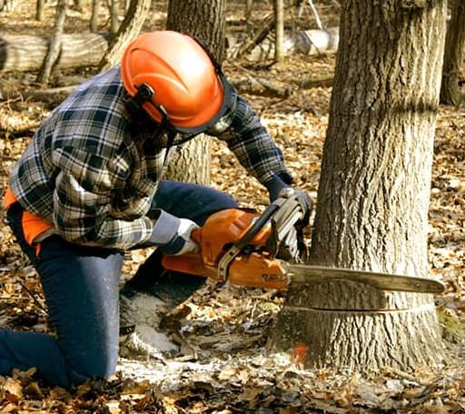 Tree Removal in Milton, DE